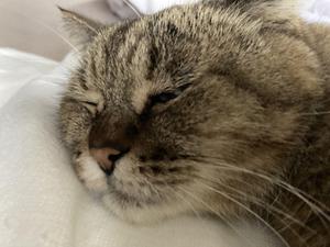 さくら