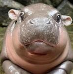 hippobaby12
