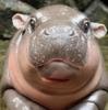 hippobaby12