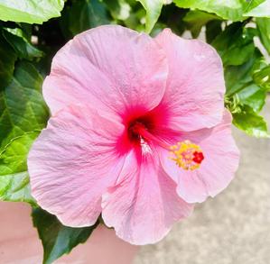 sayapiis