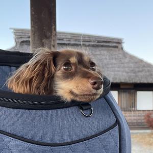 福原 早織