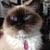 Kooniecat2