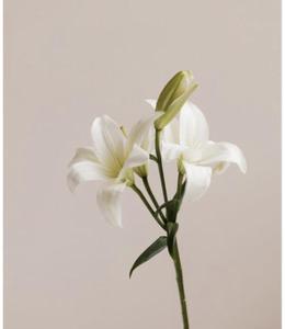 haku_design