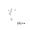 shirotaro-
