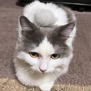 sanniko