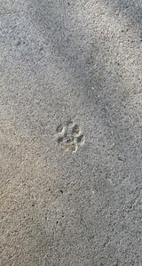 よしかわまりえ