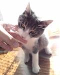 颯夏　彩乃