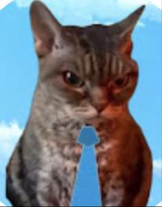 やめねこ