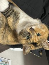 猪口歩