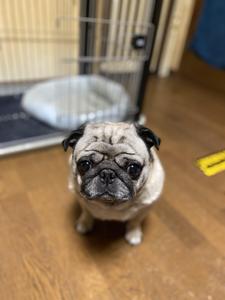 もこ太郎