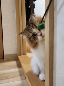 しなちゃん