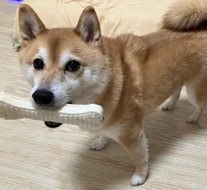 なつめ