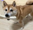 なつめ