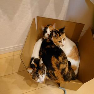 みけねこ三姉妹