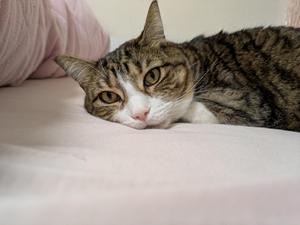 miya