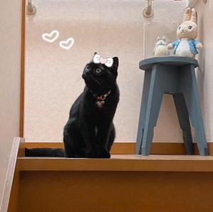 ぱんちゃん
