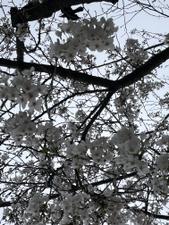 森本 美幸