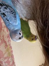かぼちゃまる