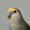 minapon_