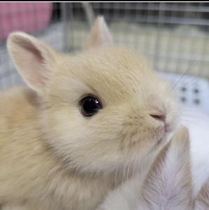 こっぺぱん