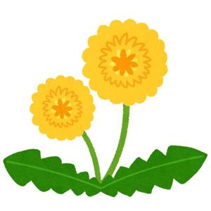 tanpopopo