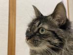 WorkingCat