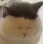音屋さん