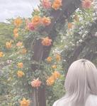 茉桜