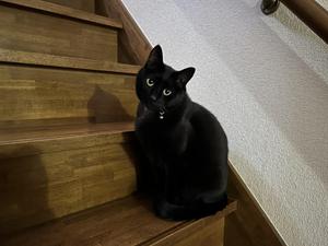 マロン