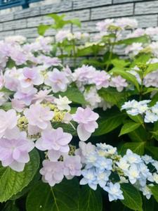 すずき ゆか