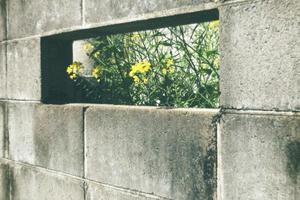 越後もちこ