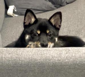 udkun