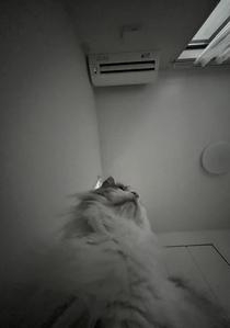 清水 類