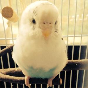 Pちゃん