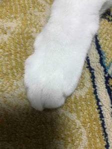 寝子水（ねこすい）／水道専門ライター