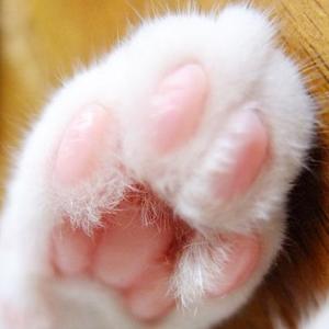 猫の手お貸しします