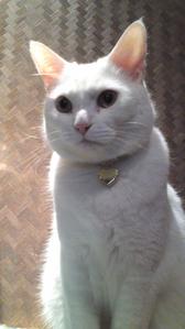 cat_master