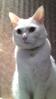 cat_master