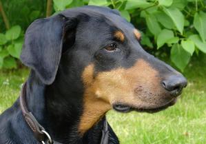 Doberman