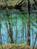 forestfield3