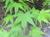 forestnotes