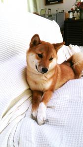 後藤アザミ