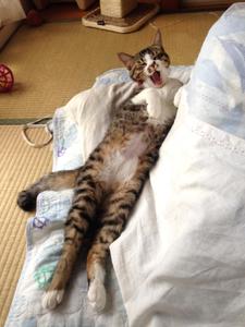 まい