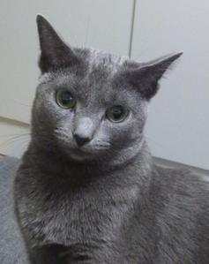 おこげ