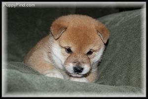 Coloradoshiba