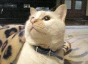 Kitaura_M