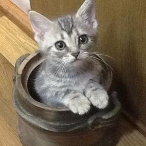 みやすけ