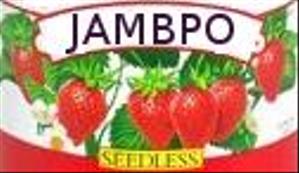 JAMBPO