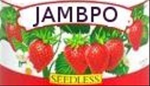 JAMBPO