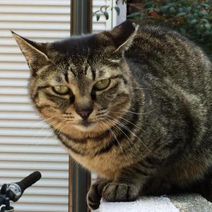 Sasaki_jp